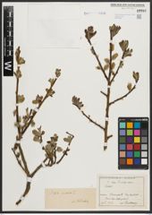 Foto von Salix aurita L.